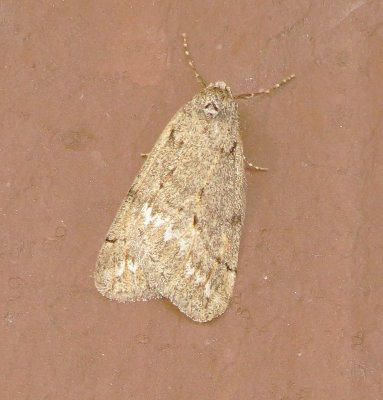 Spring Cankerworm Moth