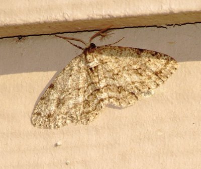 Geometer Moth Species