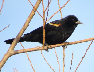 Red-Winged Blackbird