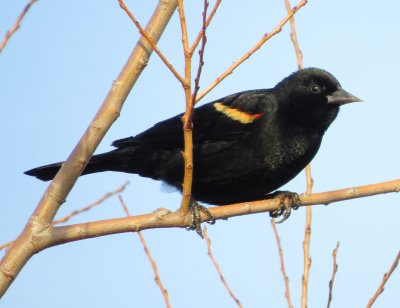 Red-Winged Blackbird