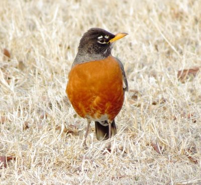 American Robin