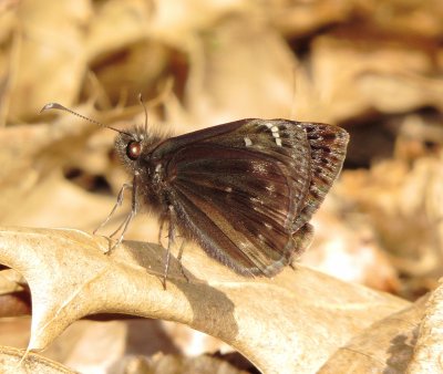 Duskywing Skipper Species