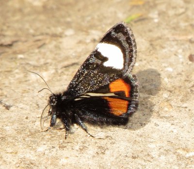 Grapevine Epimenis Moth