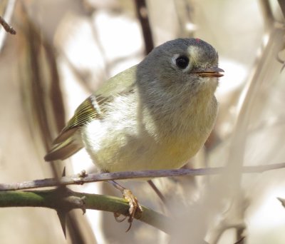 Ruby-Crowned Kinglet