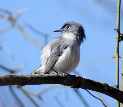 Blue-Gray Gnatcatcher