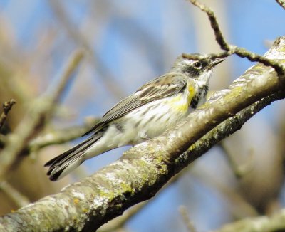 Myrtle Warbler