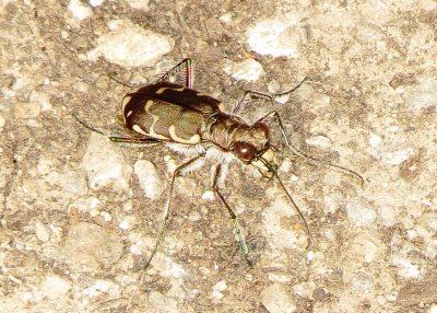 Bronzed Tiger Beetle