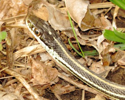 Western Ribbon Snake