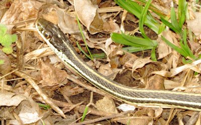 Western Ribbon Snake
