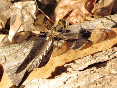 Common Whitetail