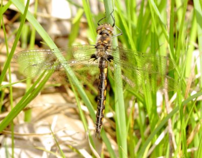 Baskettail Species