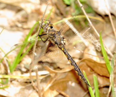 Baskettail Species