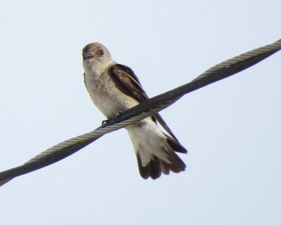 Northern Rough-Winged Swallow
