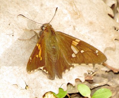 Silver-Spotted Skipper