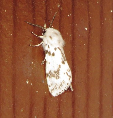 Fall Webworm Moth