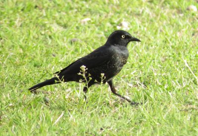 Rusty Blackbird