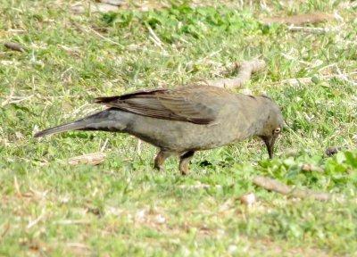 Rusty Blackbird