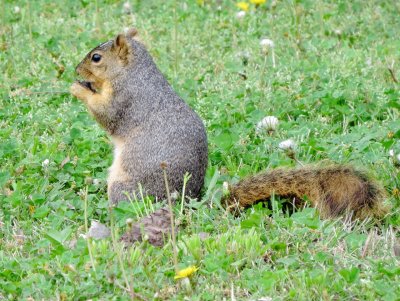 Fox Squirrel