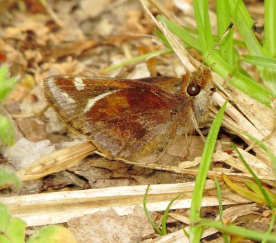 Zabulon Skipper