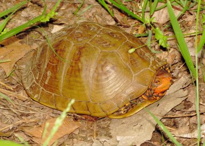 Three-Toed Box Turtle