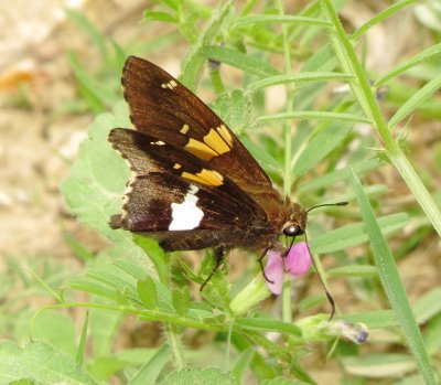 Silver-Spotted Skipper