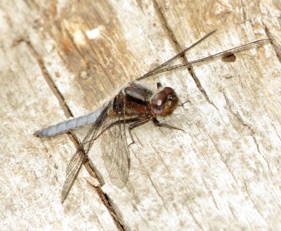 Blue Corporal