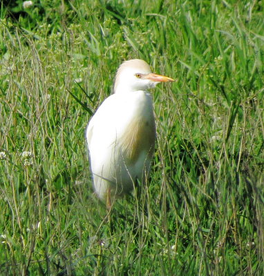 Western Cattle Egret