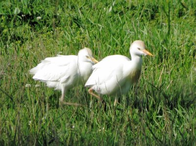 Western Cattle Egret