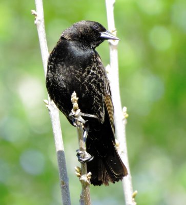 Red-Winged Blackbird