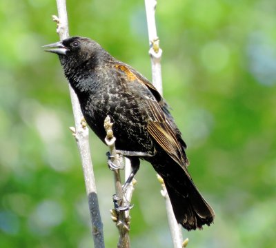 Red-Winged Blackbird