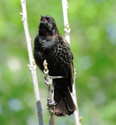 Red-Winged Blackbird