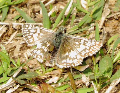 Common Checkered-Skipper