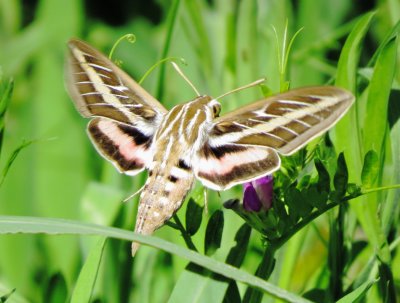 White-Lined Sphinx Moth