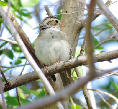 Clay-Colored Sparrow