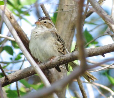 Clay-Colored Sparrow