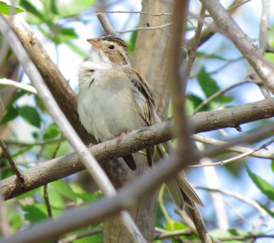 Clay-Colored Sparrow