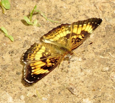 Silvery Checkerspot