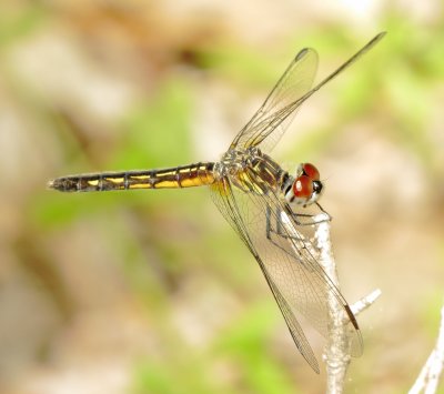 Blue Dasher