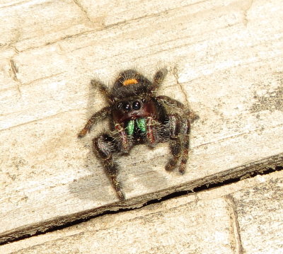 Bold Jumping Spider
