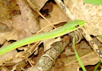 Rough Greensnake