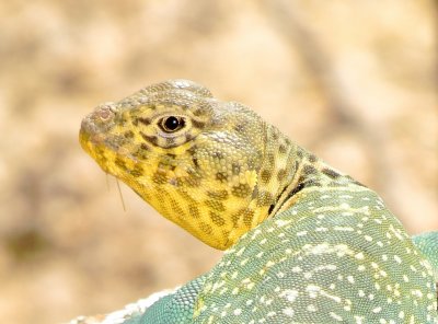 Eastern Collared Lizard