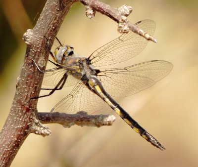 Baskettail Species