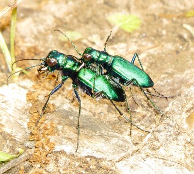 Six-Spotted Tiger Beetle