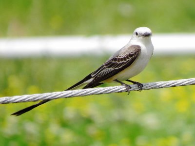 Scissor-Tailed Flycatcher