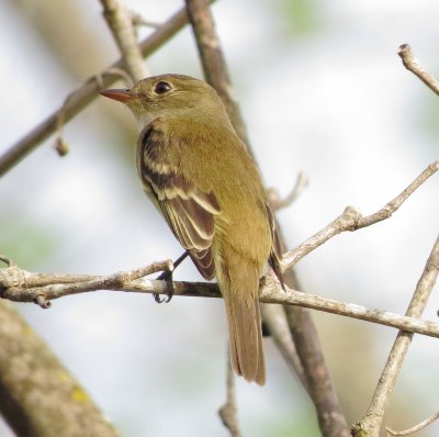 Empidonax Species