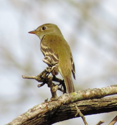 Empidonax Species