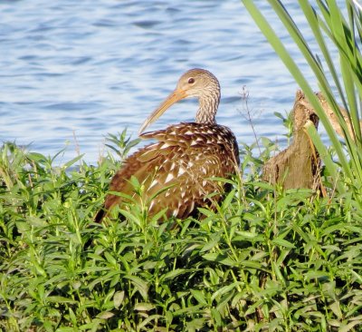 Limpkin