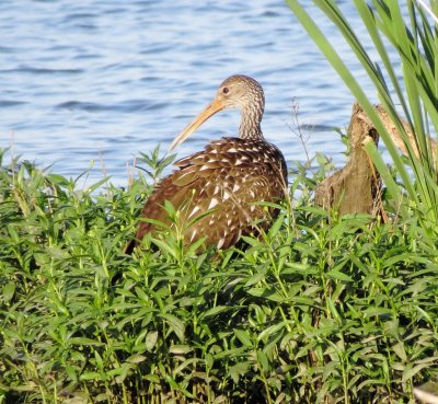 Limpkin