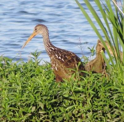 Limpkin