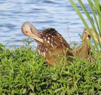 Limpkin